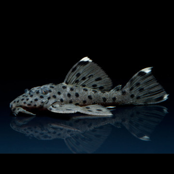 Leporacanthicus joselimae L-264 - Tapajos Sultan Pleco 3-4cm